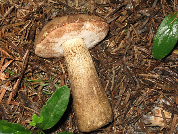 podhríb žlčový Tylopilus felleus (Bull.) P. Karst.