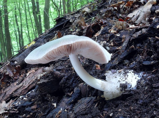 pošvovec popolavý Volvariella murinella (Quél.) M.M. Moser