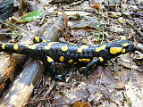 salamandra škvrnitá