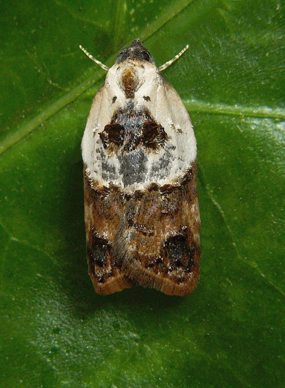 obaľovač krovinový Acleris variegana