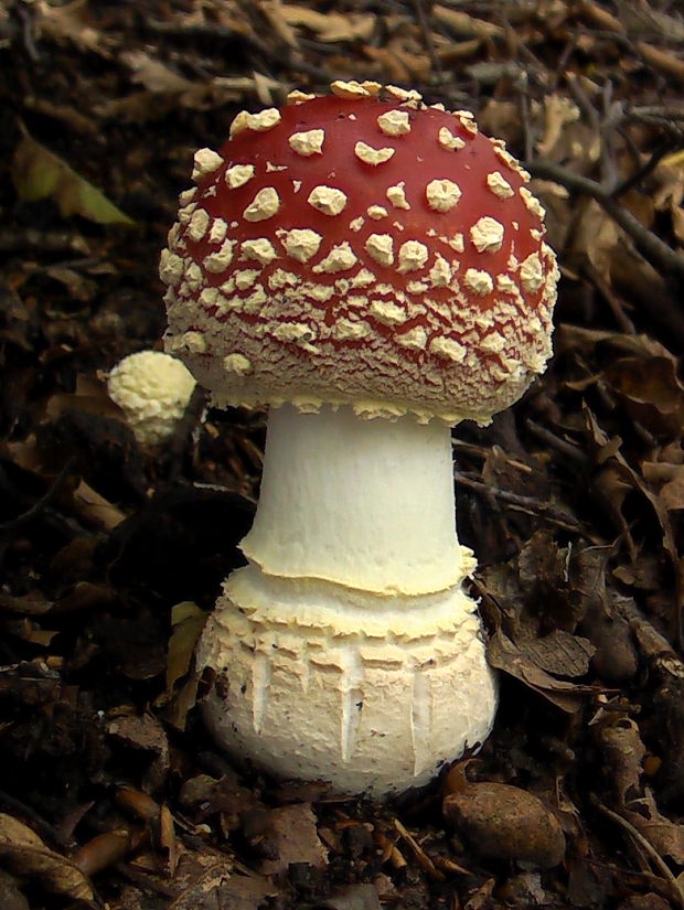 muchotrávka červená Amanita muscaria (L.) Lam.