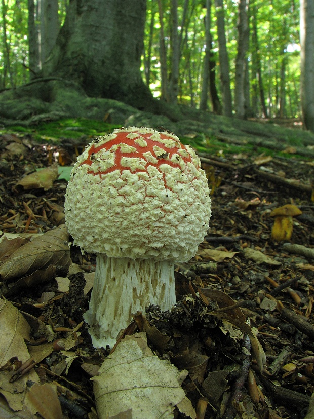 muchotrávka červená Amanita muscaria (L.) Lam.