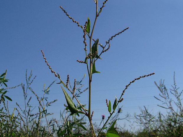 loboda rozprestretá širokolistá Atriplex prostrata subsp. latifolia (Wahlenb.) Rauschert