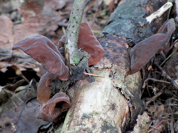 uchovec bazový Auricularia auricula-judae (Bull.) Quél.