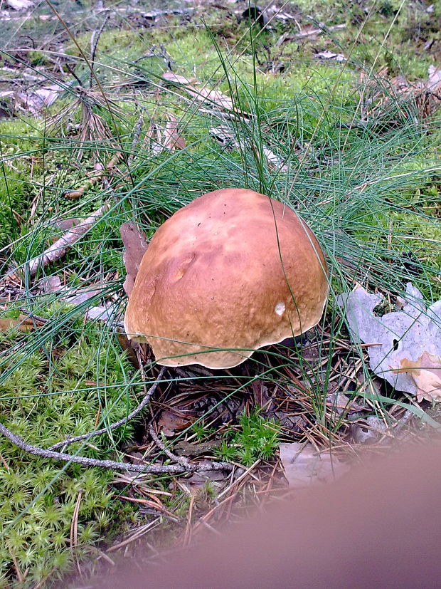 hríb smrekový Boletus edulis Bull.