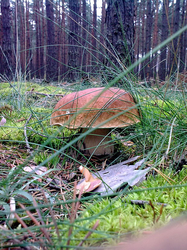 hríb smrekový Boletus edulis Bull.