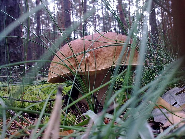 hríb smrekový Boletus edulis Bull.