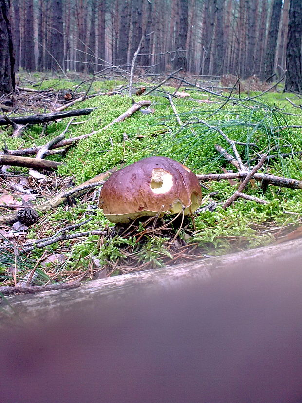 hríb smrekový Boletus edulis Bull.