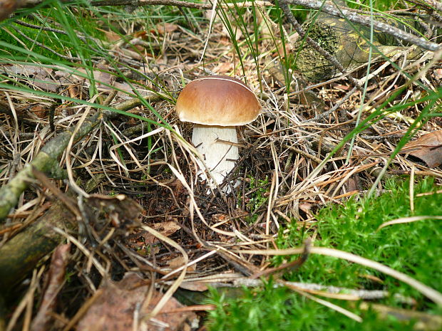 hríb smrekový Boletus edulis Bull.