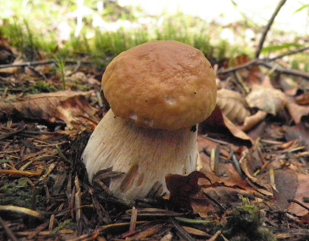 hríb smrekový Boletus edulis Bull.