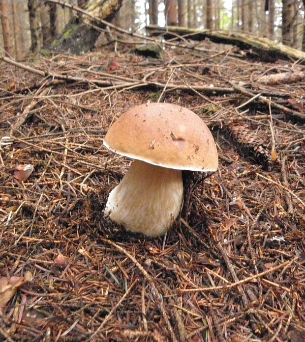 hríb smrekový Boletus edulis Bull.