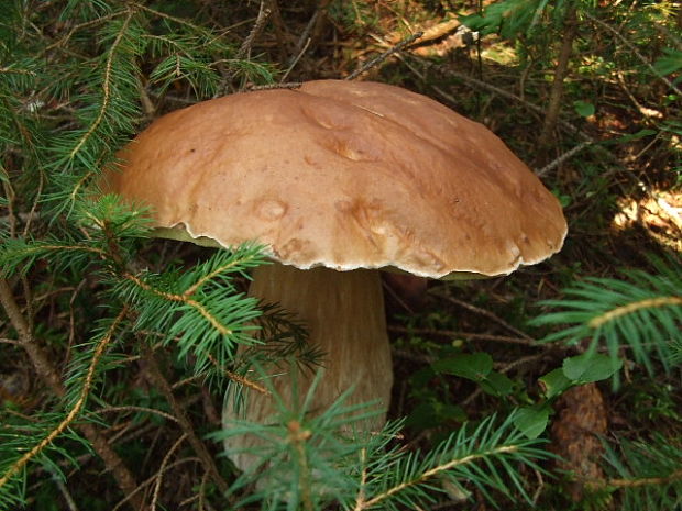 hríb smrekový Boletus edulis Bull.