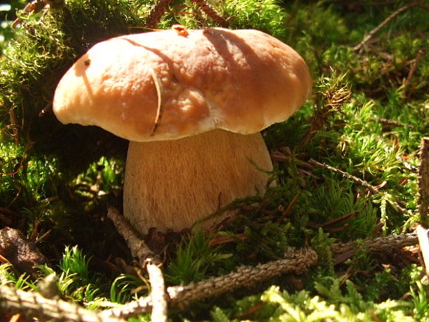 hríb smrekový Boletus edulis Bull.