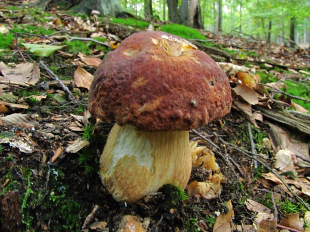 hríb sosnový Boletus pinophilus Pil. et Dermek in Pil.