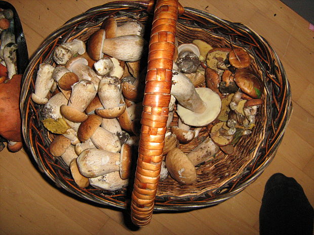 hríb dubový Boletus reticulatus Schaeff.