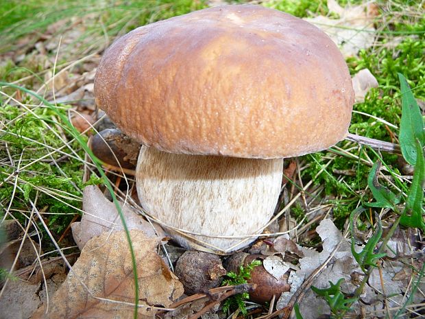 hríb dubový Boletus reticulatus Schaeff.