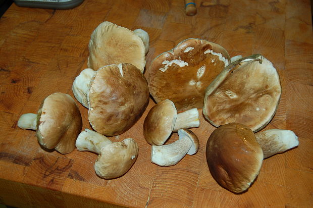 hríb  Boletus sp.