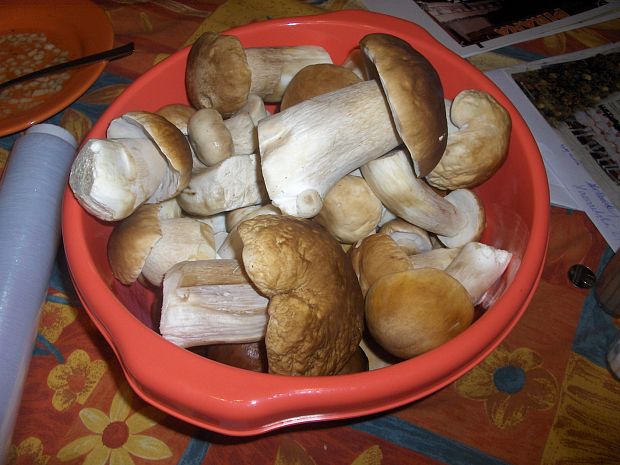 hríb  Boletus sp.