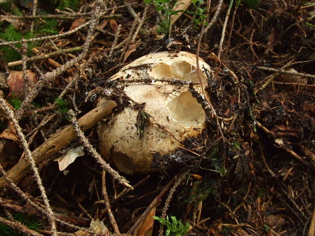 náramkovka cisárska Catathelasma imperiale (P. Karst.) Singer