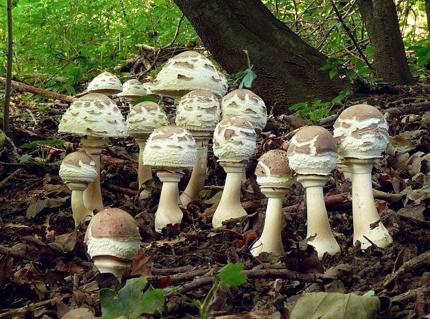 bedľa červenejúca Chlorophyllum rachodes (Vittad.) Vellinga