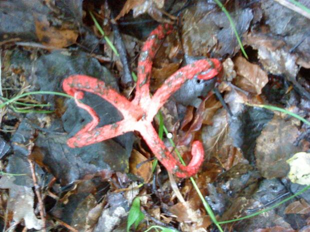 mrežovka kvetovitá Clathrus archeri (Berk.) Dring