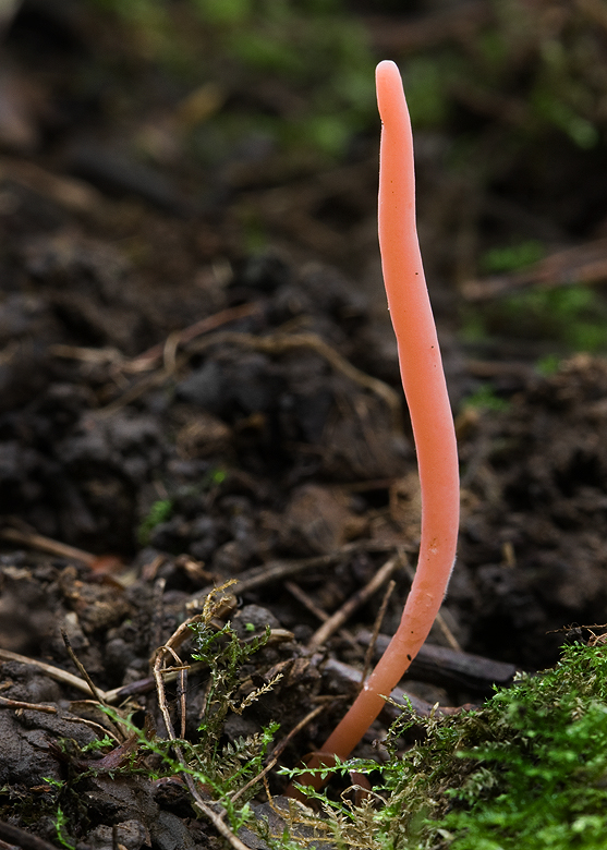 kyjačik Clavaria sp.