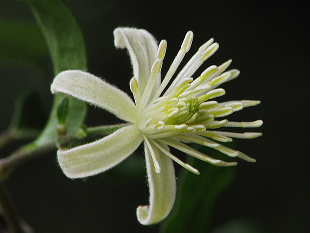 plamienok plotný Clematis vitalba L.