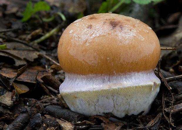 pavučinovec plavooranžový Cortinarius collinitus ?