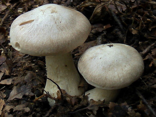 hodvábnica veľká Entoloma sinuatum (Bull.) P. Kumm.