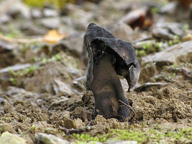 chriapač čierny Helvella atra J. König