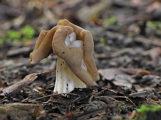 chriapač kučeravý Helvella crispa (Scop.) Fr.