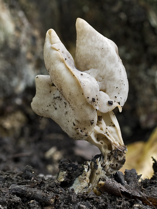 chriapač jamkatý Helvella lacunosa Afzel.