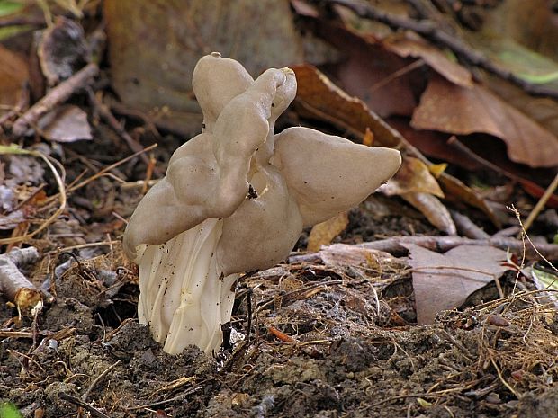 chriapač jamkatý Helvella lacunosa Afzel.