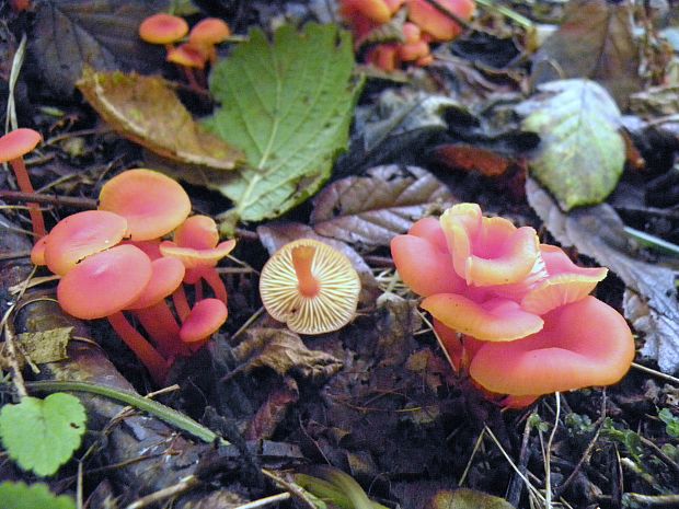 lúčnica Hygrocybe sp.