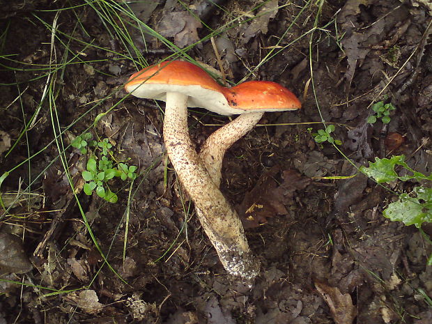 kozák dubový Leccinum aurantiacum (Bull.) Gray