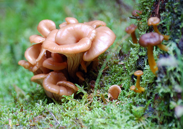 houžovec hlemýžďovitý Lentinellus Cochleatus (Pers.) P. Karst.