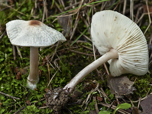 bedlička páchnúca Lepiota cristata Barla