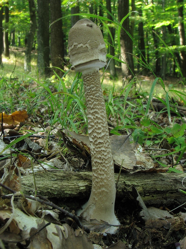 bedľa vysoká Macrolepiota procera (Scop.) Singer