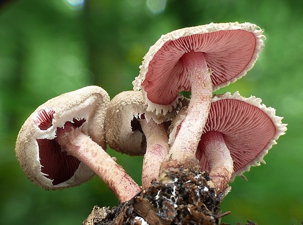 tmavolupeňovka krvavá Melanophyllum haematospermum (Bull.) Kreisel