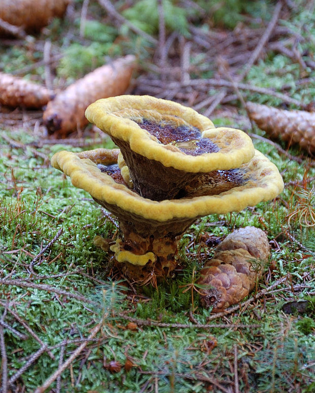 hnedák Schweinitzov Phaeolus schweinitzii (Fr.) Pat.