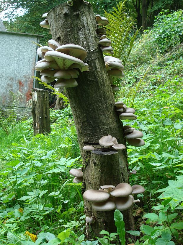 hliva ustricovitá Pleurotus ostreatus (Jacq.) P. Kumm.