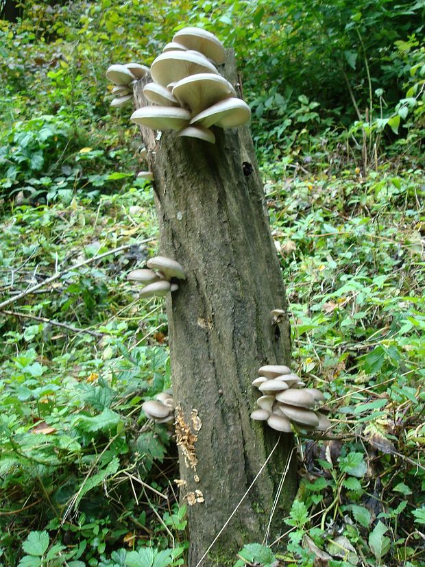 hliva ustricovitá Pleurotus ostreatus (Jacq.) P. Kumm.