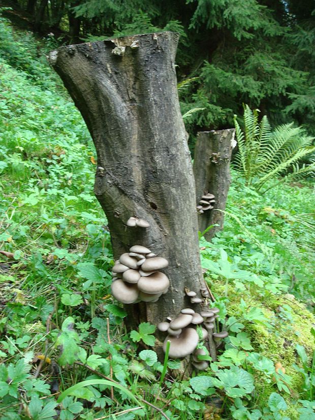 hliva ustricovitá Pleurotus ostreatus (Jacq.) P. Kumm.