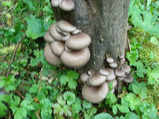 hliva ustricovitá Pleurotus ostreatus (Jacq.) P. Kumm.