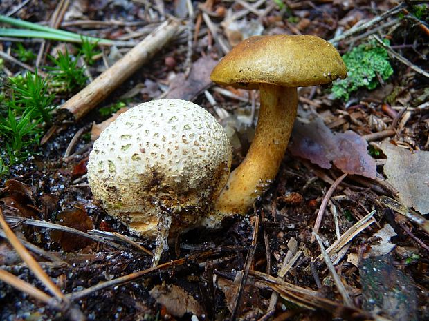 suchohríb cudzopasný Pseudoboletus parasiticus (Bull.) Šutara