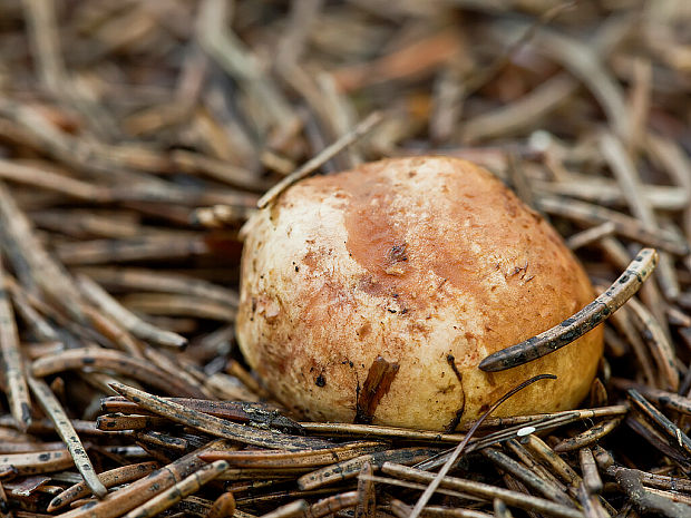 koreňovec červený Rhizopogon roseolus (Corda) Th. Fr.