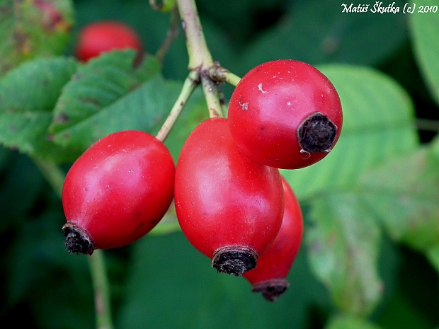 ruža šípová Rosa canina L.