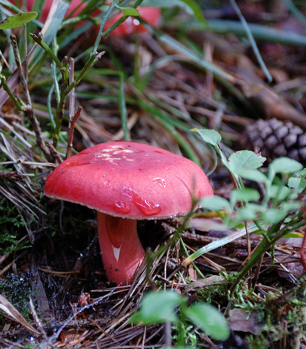 holubinka rudonohá Russula rhodopus Zvára