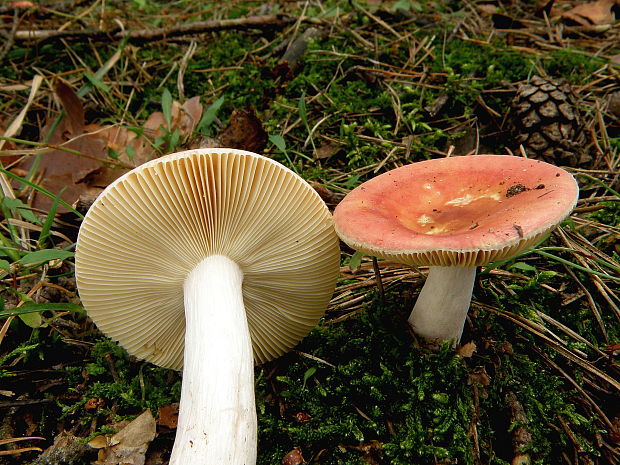 plávka premenlivá Russula risigallina (syn. R. chamaeleontina)