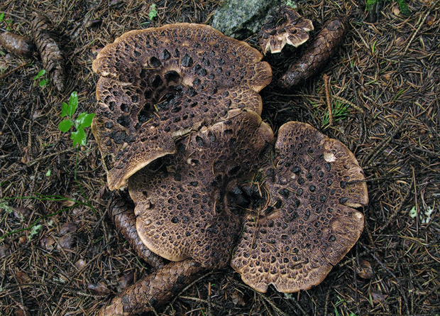 jelenkovec škridlicovitý Sarcodon imbricatus (L.) P. Karst.